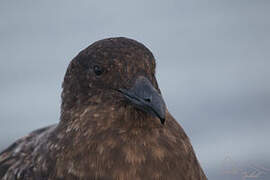 Brown Skua (lonnbergi)