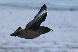 Brown Skua (lonnbergi)