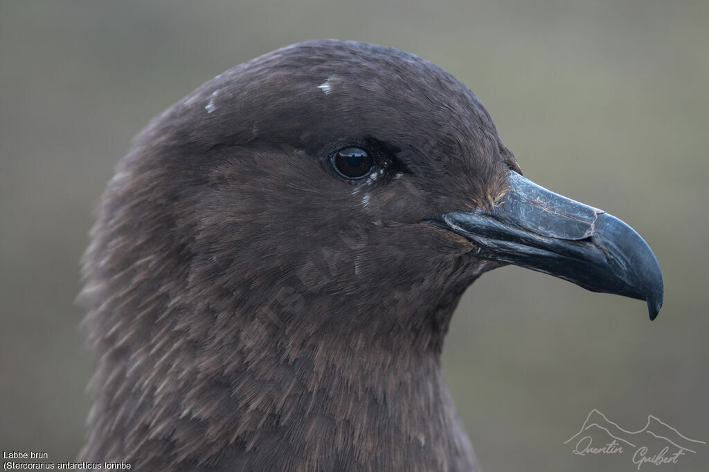 Brown Skua (lonnbergi)