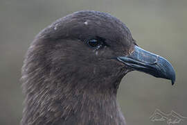 Brown Skua (lonnbergi)