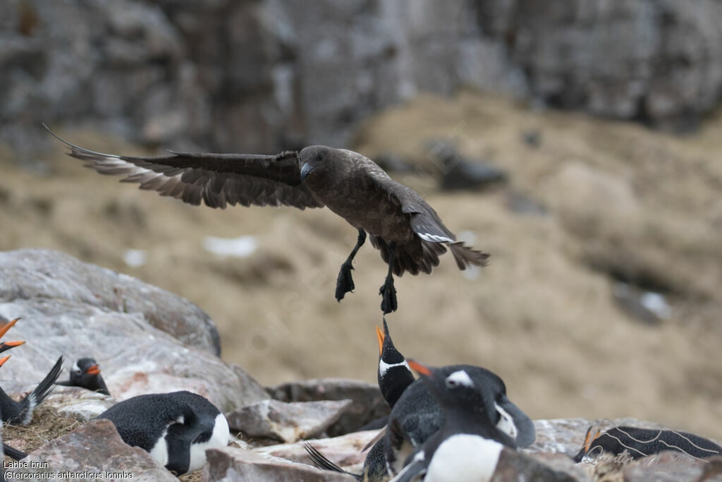 Brown Skua (lonnbergi)