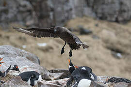 Brown Skua (lonnbergi)