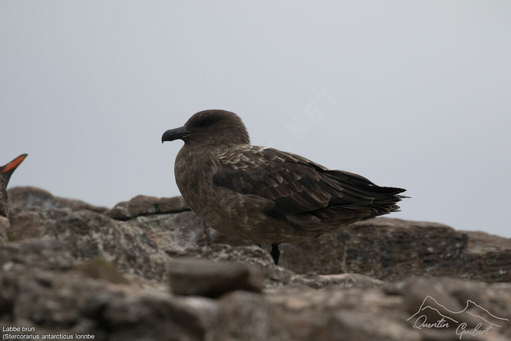 Brown Skua (lonnbergi)