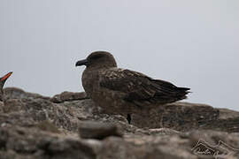 Brown Skua (lonnbergi)