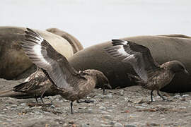 Brown Skua (lonnbergi)