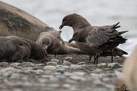 Brown Skua (lonnbergi)