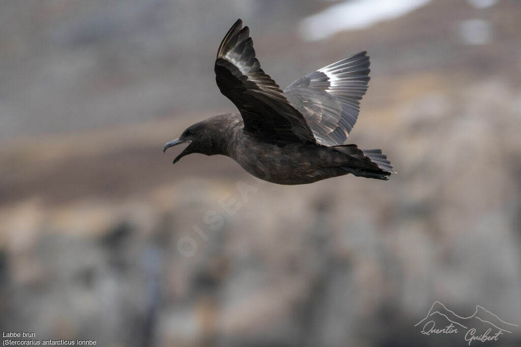 Brown Skua (lonnbergi)