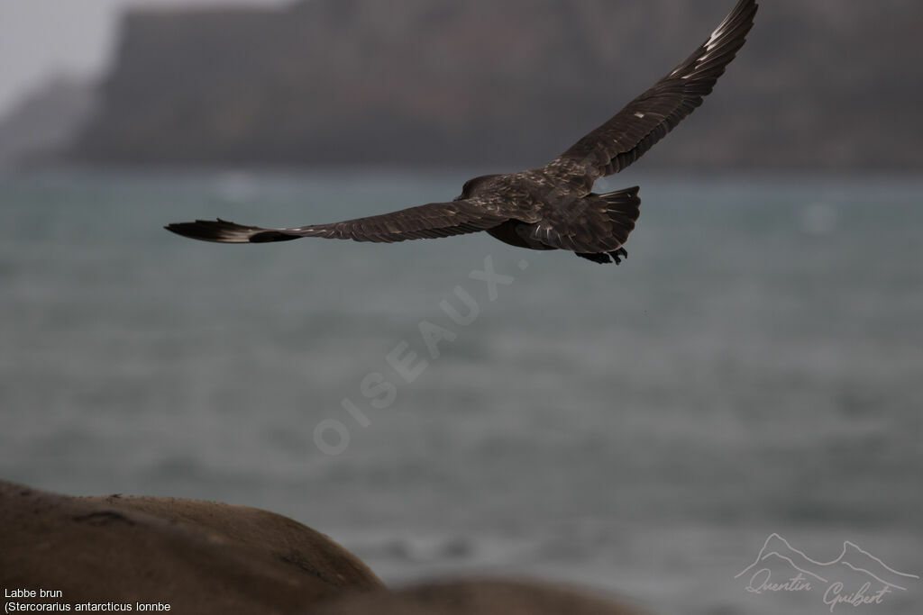 Brown Skua (lonnbergi)