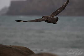 Brown Skua (lonnbergi)