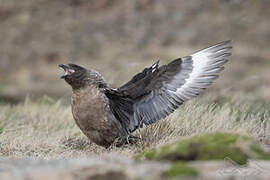 Brown Skua (lonnbergi)