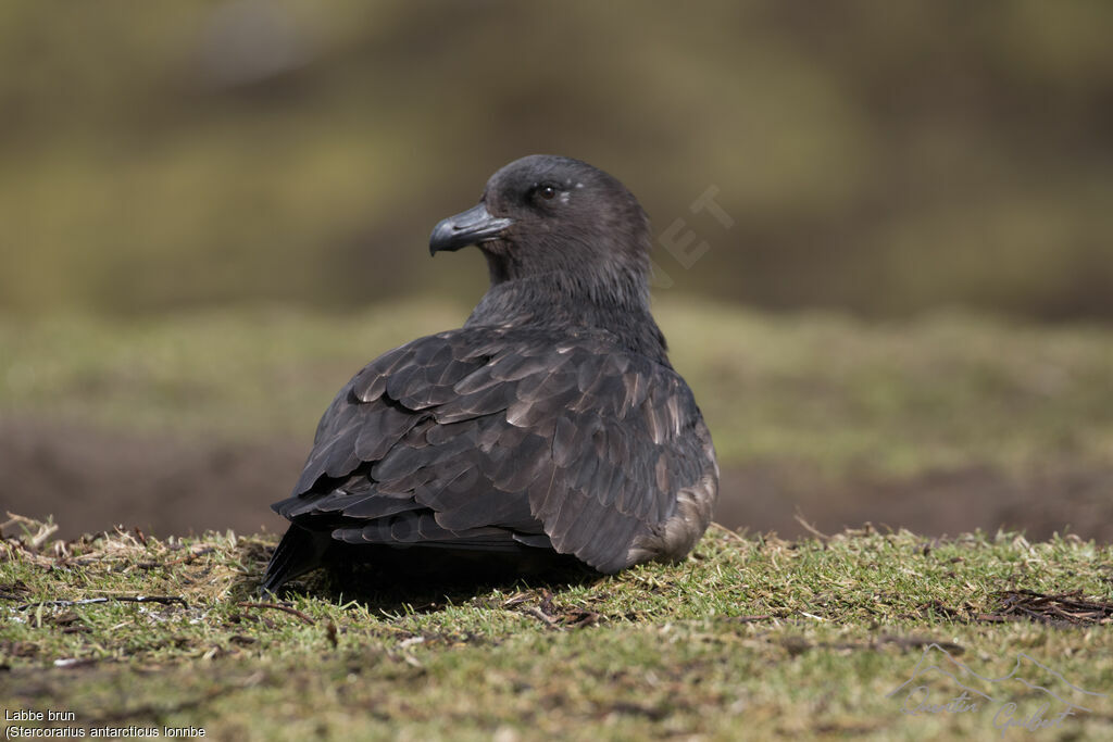 Brown Skua (lonnbergi)