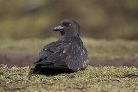 Brown Skua (lonnbergi)