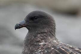 Brown Skua (lonnbergi)