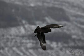 Brown Skua (lonnbergi)