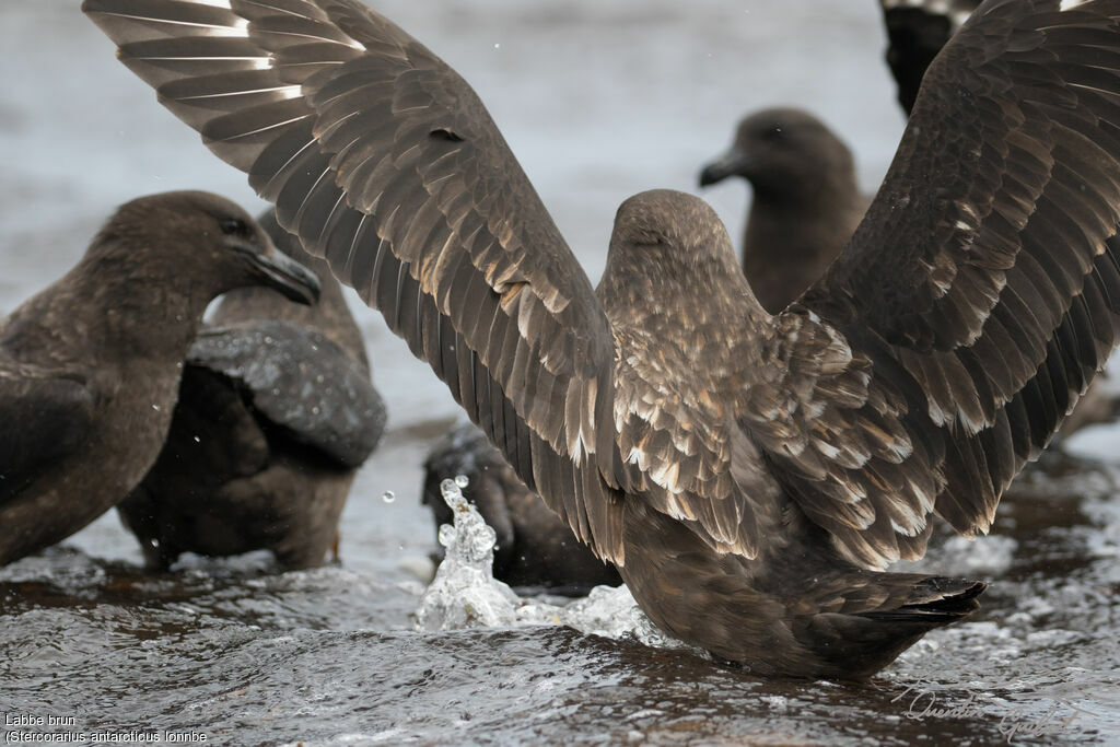 Brown Skua (lonnbergi)