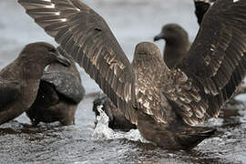 Brown Skua (lonnbergi)