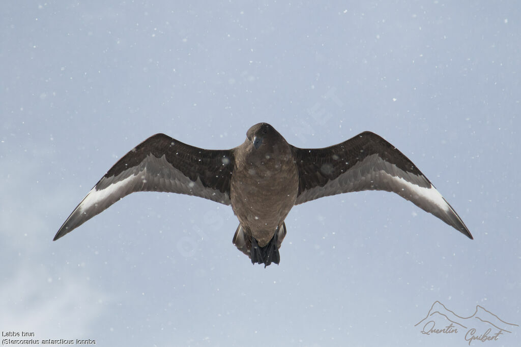 Brown Skua (lonnbergi)