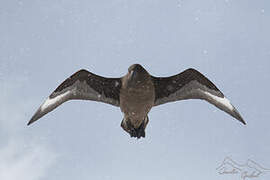 Brown Skua (lonnbergi)