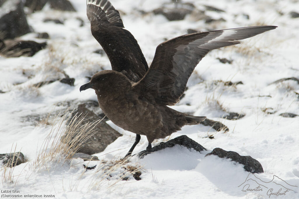 Brown Skua (lonnbergi)