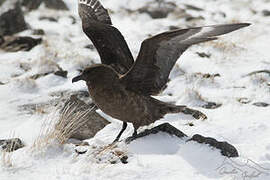 Brown Skua (lonnbergi)