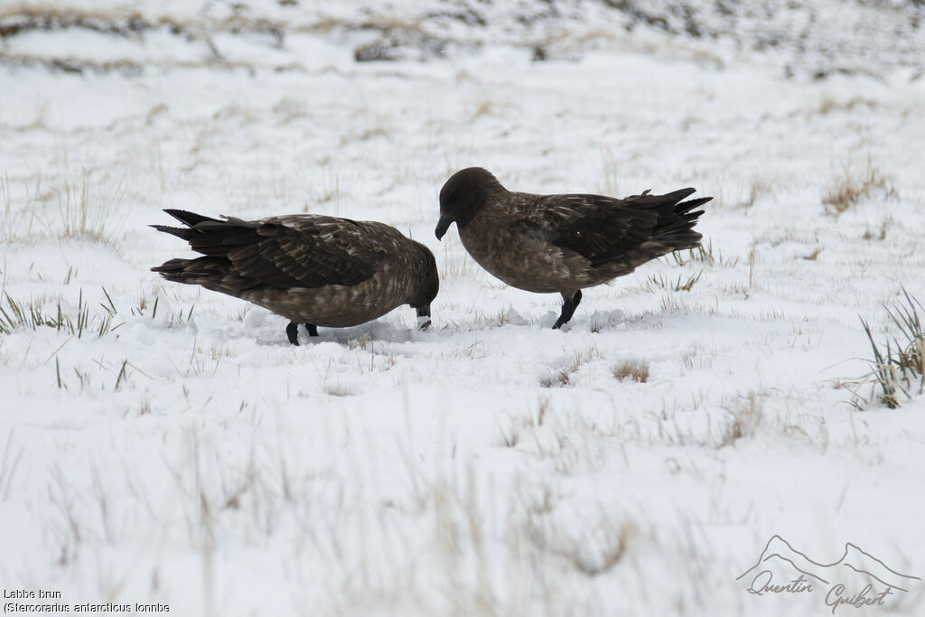 Brown Skua (lonnbergi)