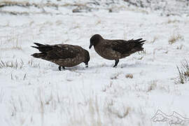 Brown Skua (lonnbergi)