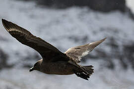 Brown Skua (lonnbergi)