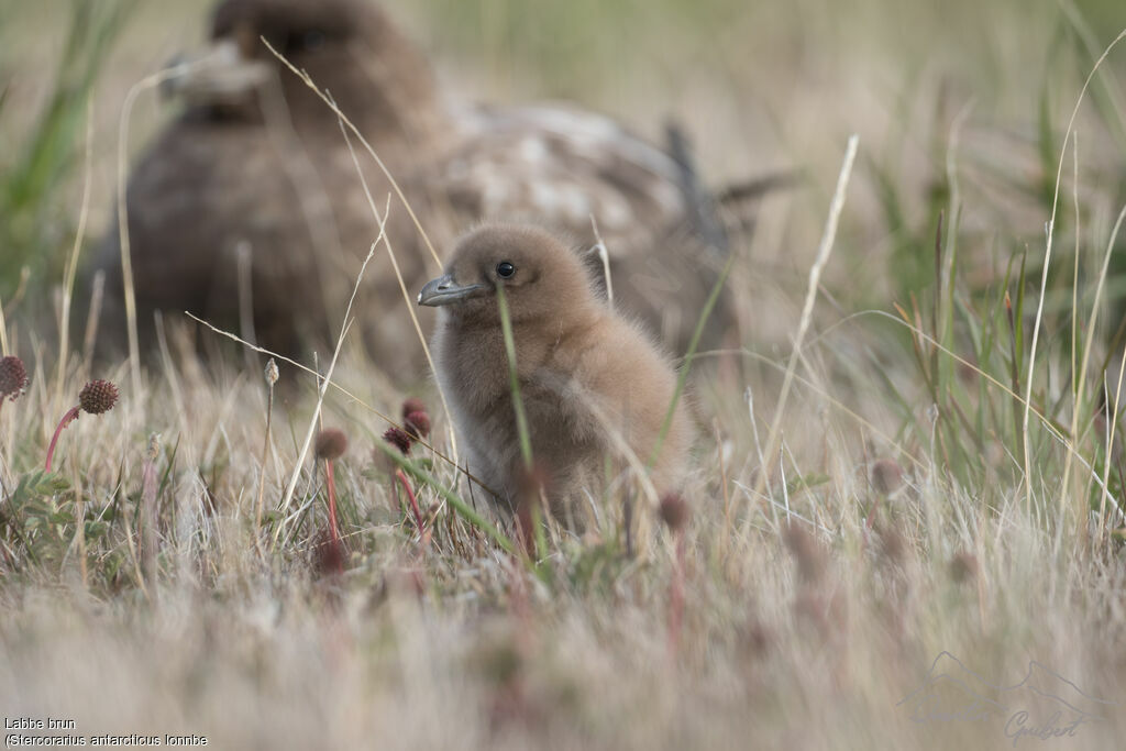 Brown Skua (lonnbergi)