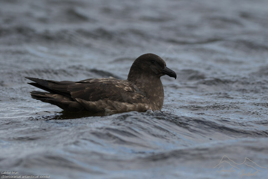 Brown Skua (lonnbergi)