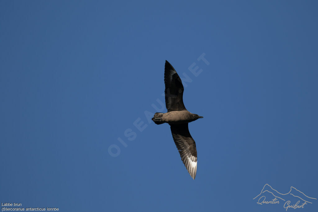 Brown Skua (lonnbergi)