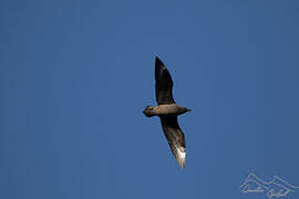 Brown Skua (lonnbergi)