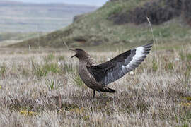 Brown Skua (lonnbergi)