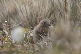 Brown Skua (lonnbergi)