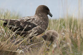 Brown Skua (lonnbergi)