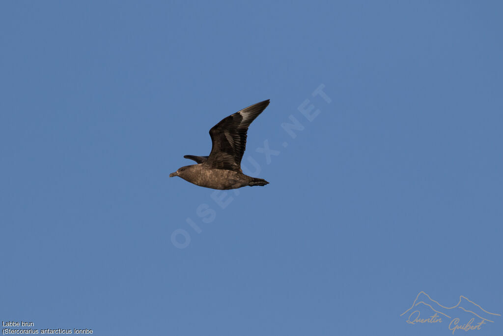 Brown Skua (lonnbergi)