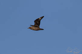 Brown Skua (lonnbergi)