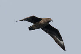 Brown Skua (lonnbergi)