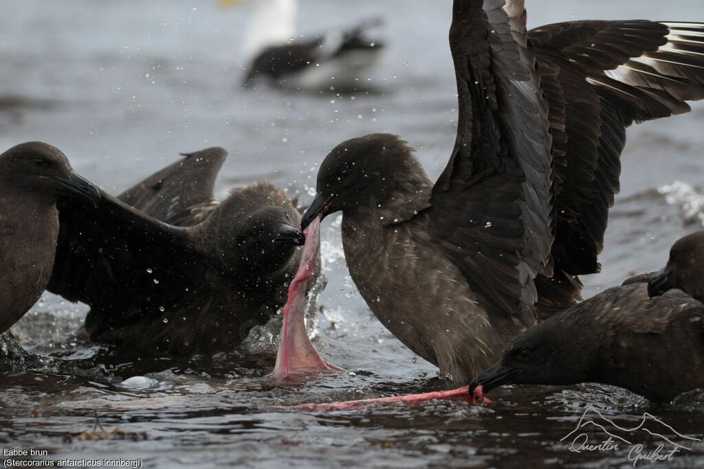 Labbe brun, pêche/chasse