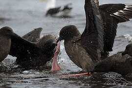 Brown Skua (lonnbergi)