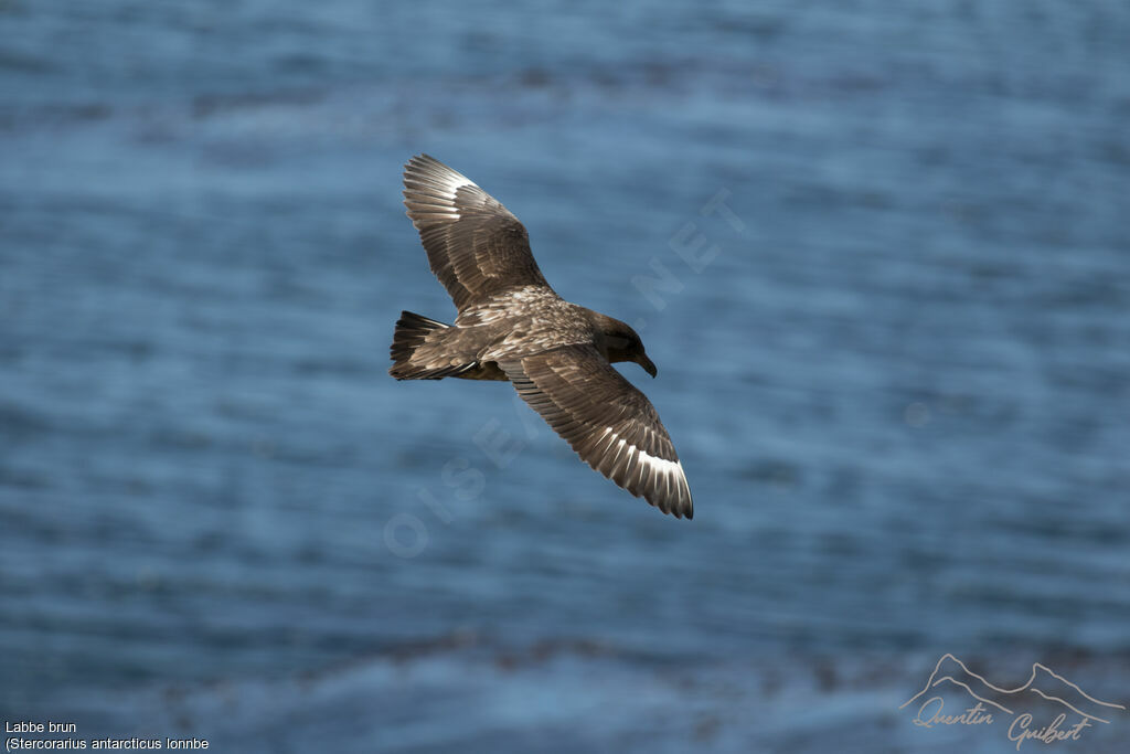 Brown Skua (lonnbergi)