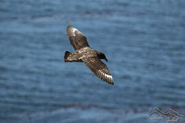 Brown Skua (lonnbergi)