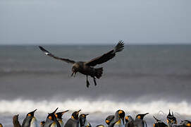 Brown Skua (lonnbergi)