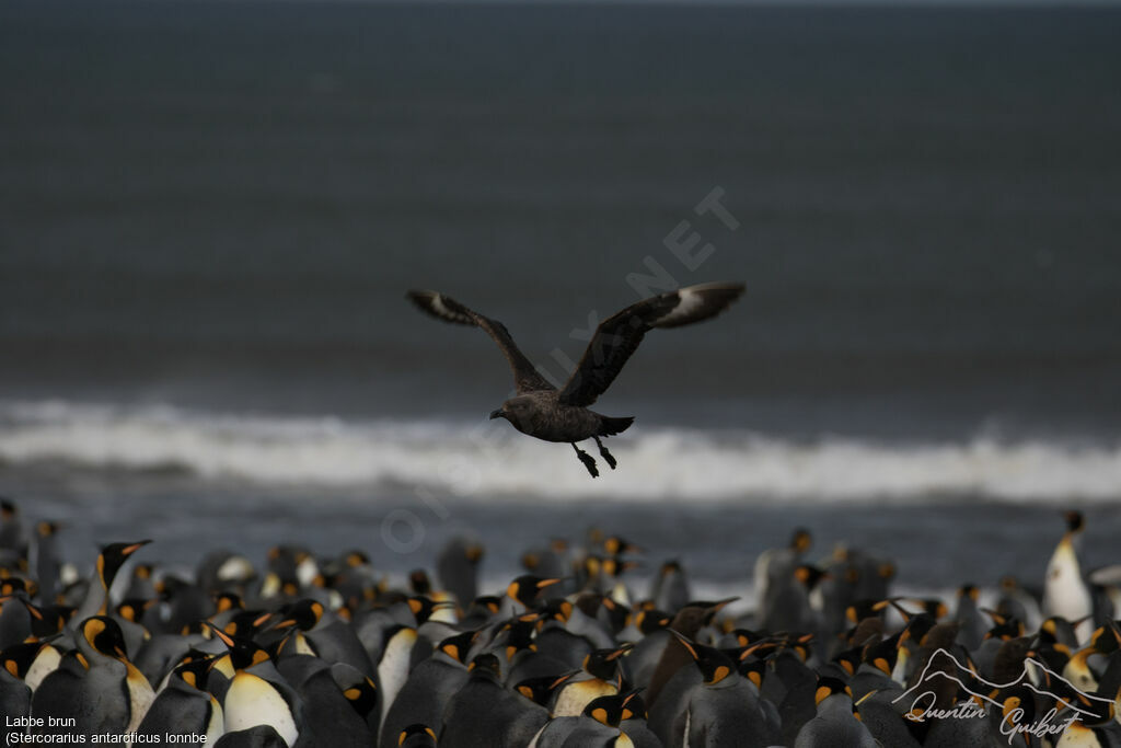 Brown Skua (lonnbergi)