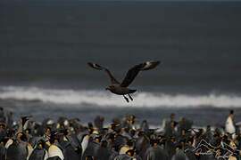 Brown Skua (lonnbergi)