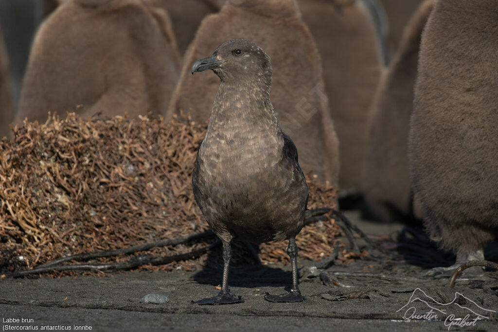 Brown Skua (lonnbergi)