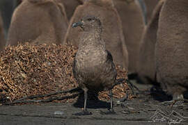 Brown Skua (lonnbergi)