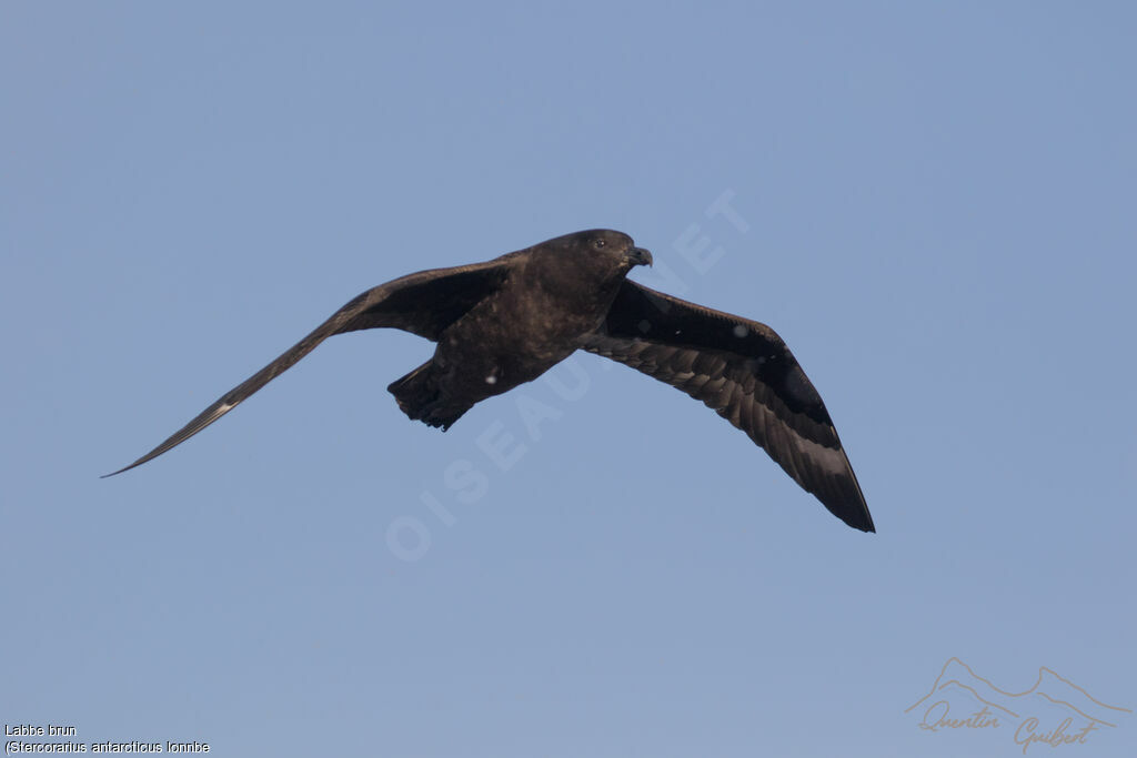 Brown Skua (lonnbergi)