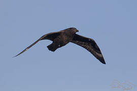 Brown Skua (lonnbergi)