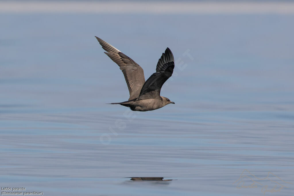 Parasitic Jaeger
