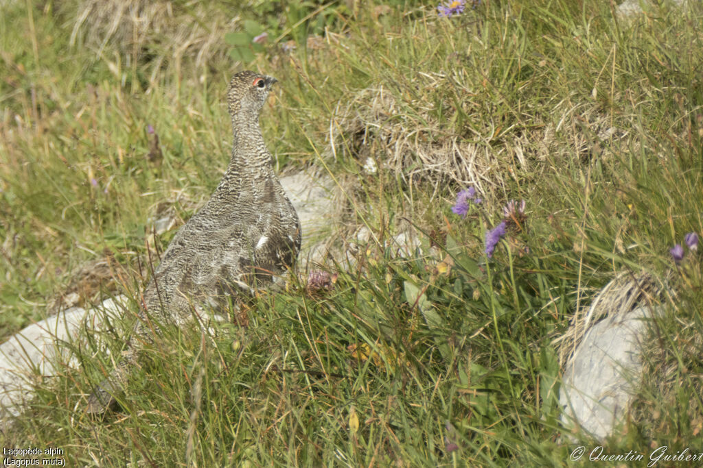 Rock Ptarmigan, identification